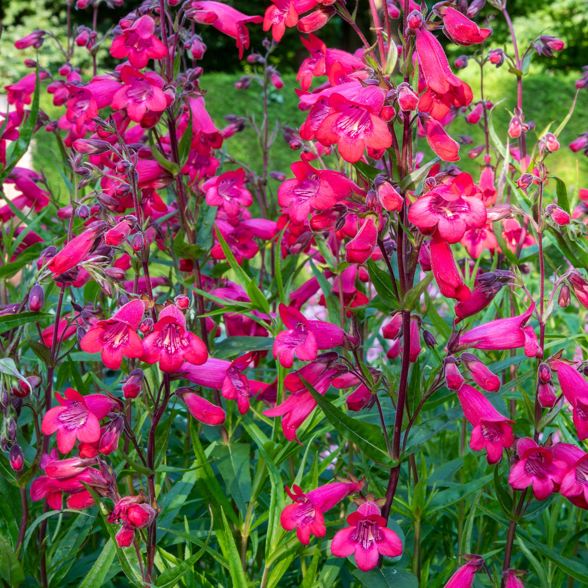 Bakker Galane Schoenholzeri Penstemon vivace pot 9cm fleurs fuchsia