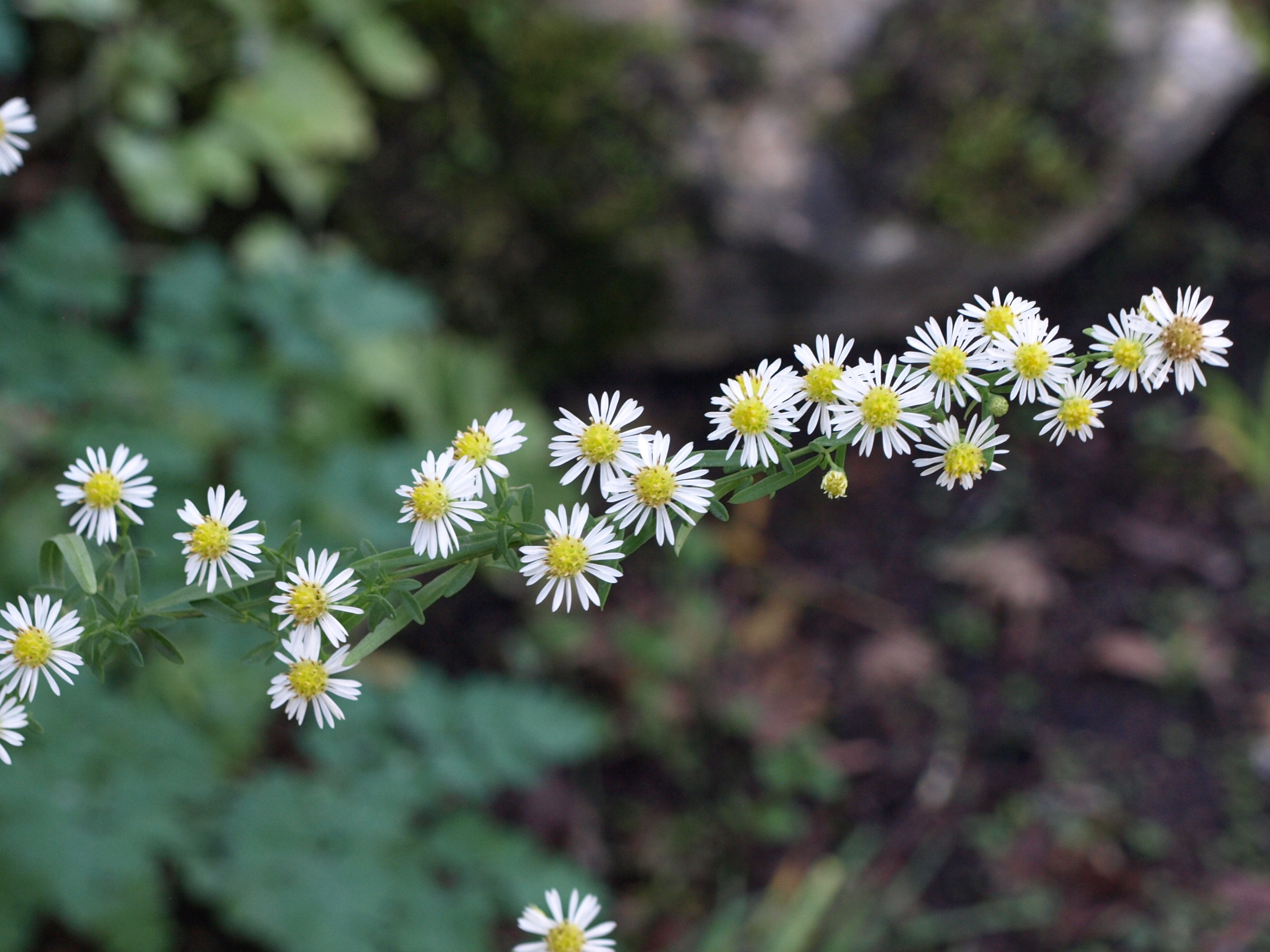 Passion Vivaces Aster ericoides Weisser Zwerg plante godet blanc