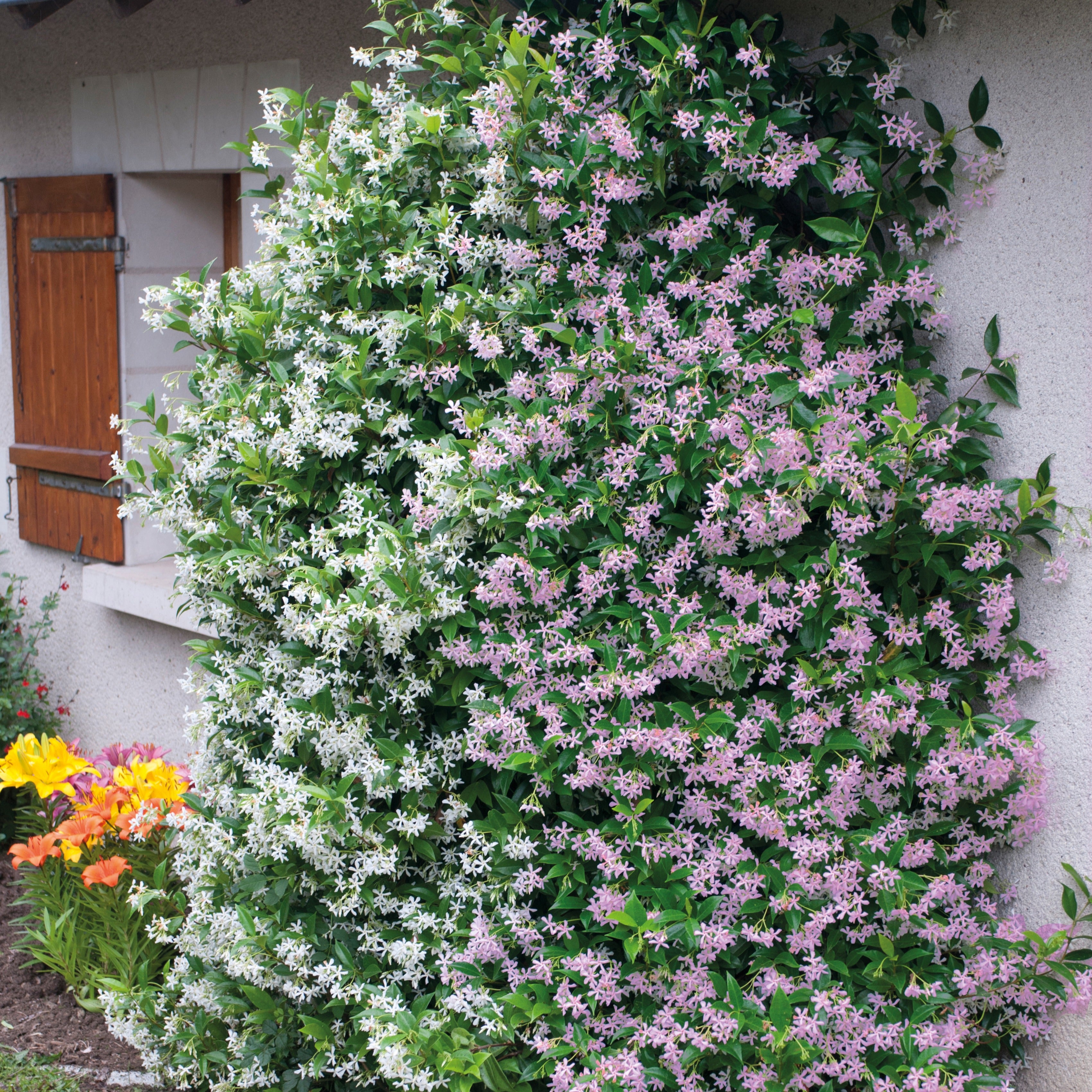 Bakker Jasmin étoilé rose et blanc grimpante 2 pots Ø 9 cm