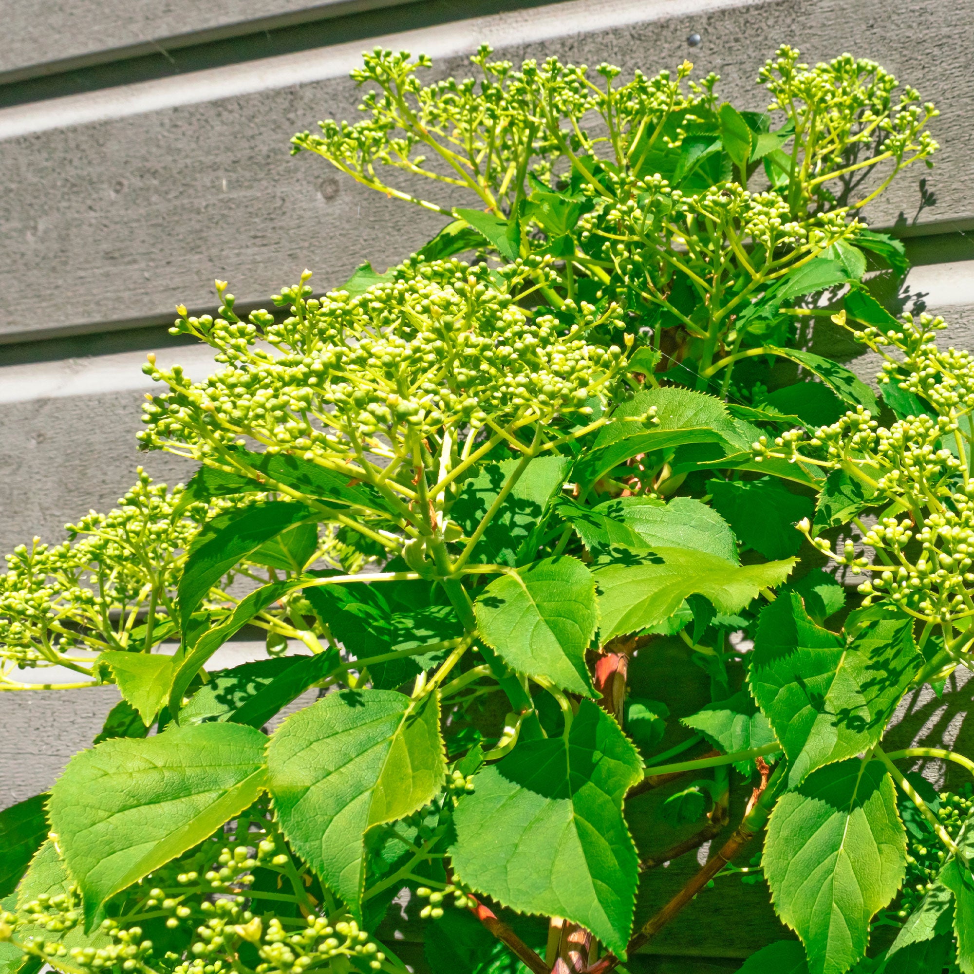 Bakker Hortensia Crug Coral grimpant pot 1,5L blanc crème