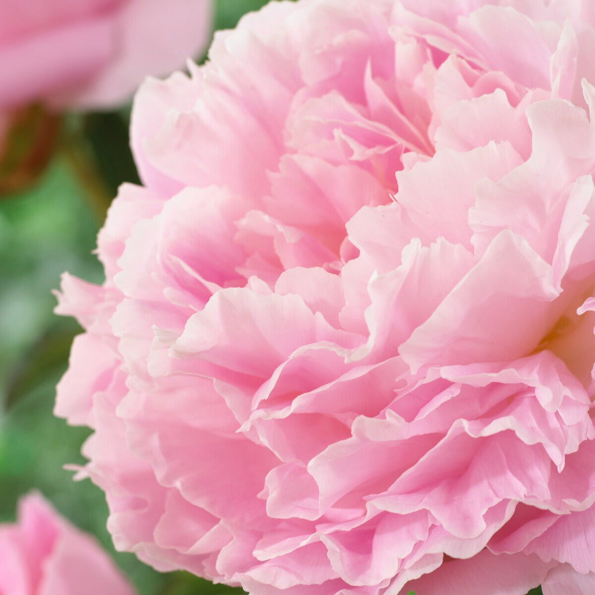 Bakker Pivoine Albert Crousse vivace racine nue rose double