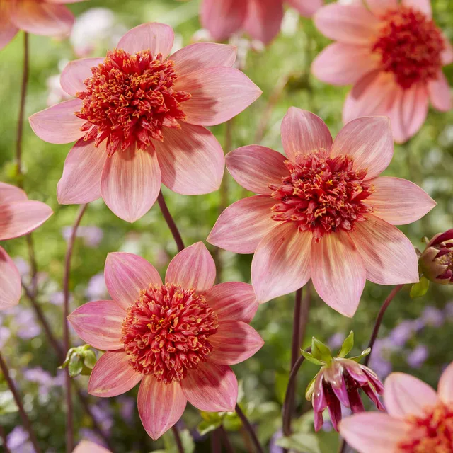 Bakker Dahlia Totally Tangerine anémone orange 3 bulbes