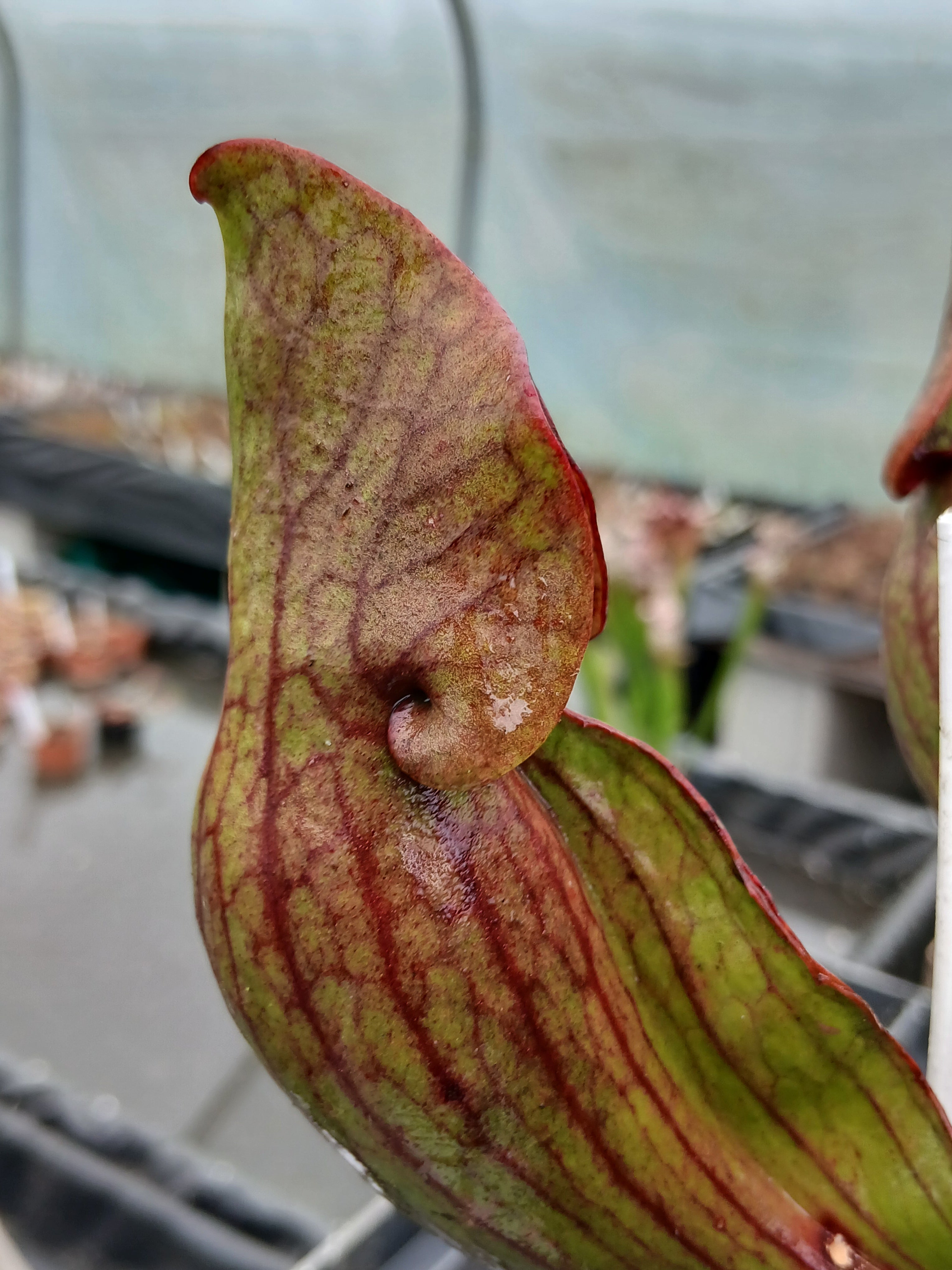 Carniflore Sarracenia purpurea ssp. purpurea plante carnivore 1 point