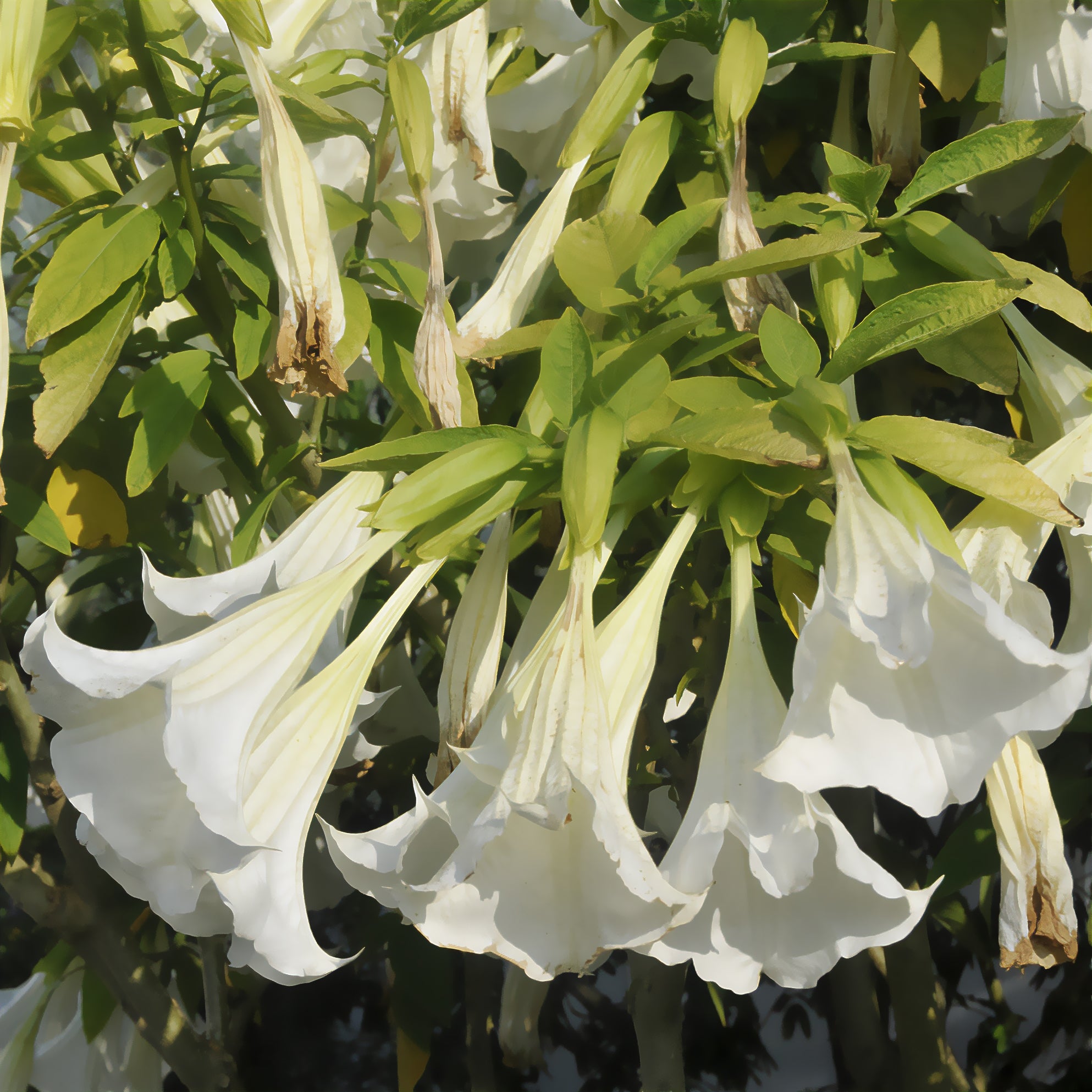 Bakker Brugmansia blanc trompette des anges pot Ø 9cm