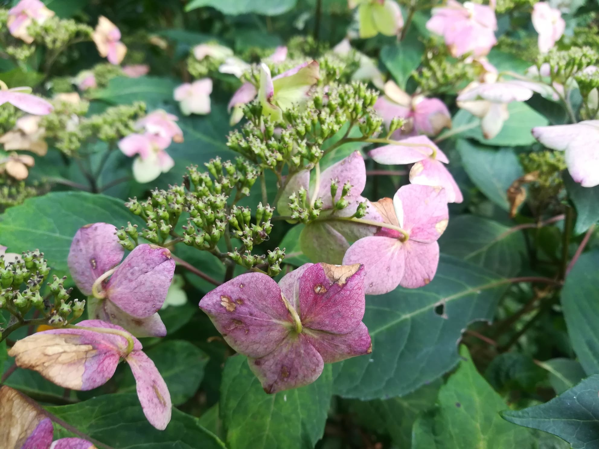Les Hortensias du Haut Bois Ramis Pictis hortensia serrata