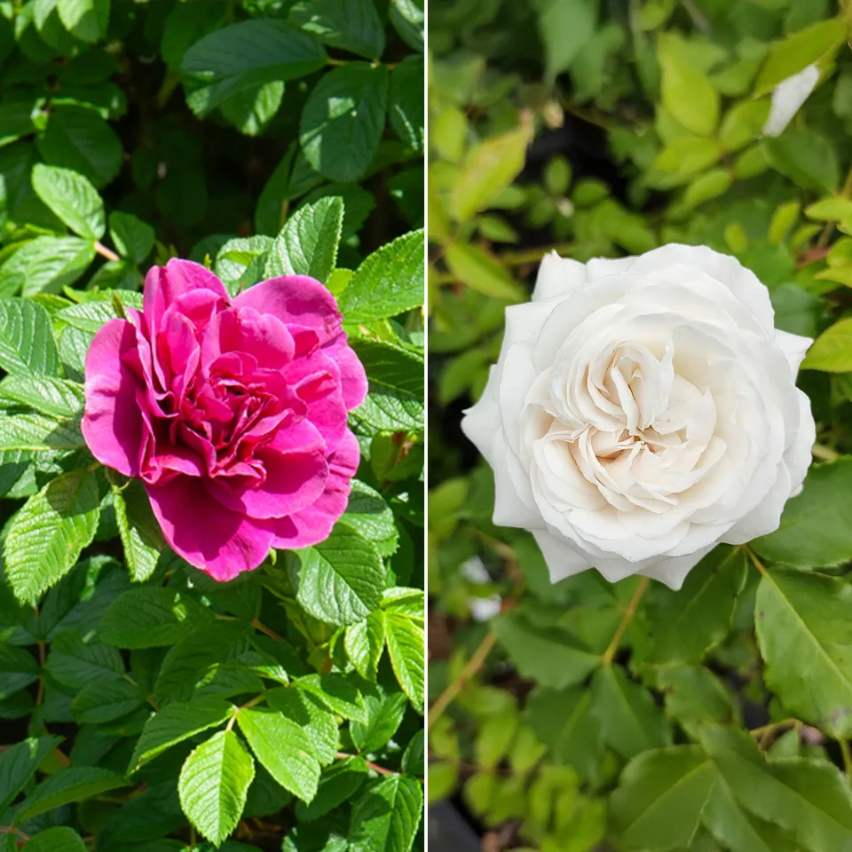 Bakker Rosiers botaniques lot 2 racines nues rose blanc parfumés