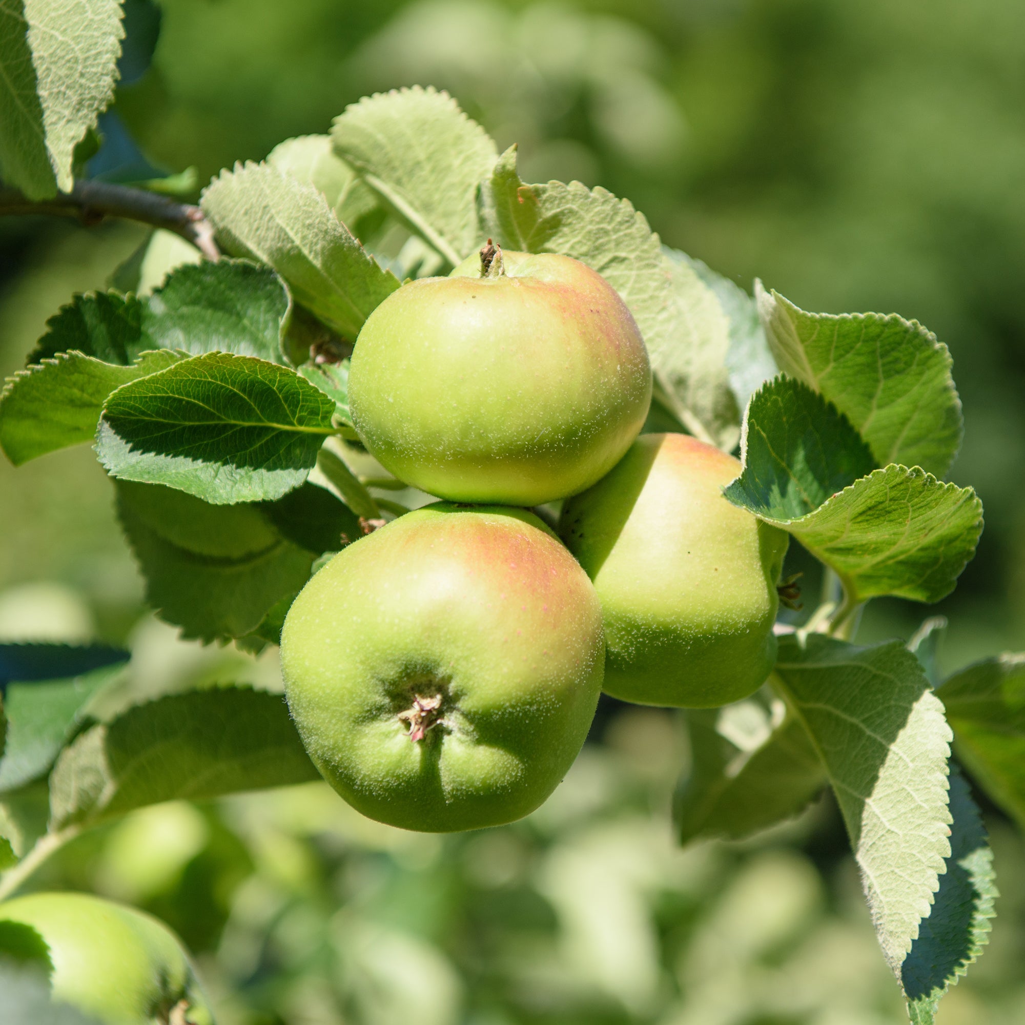 Bakker Bramley's Seedling pommier à cuire pot 5L 70-90cm