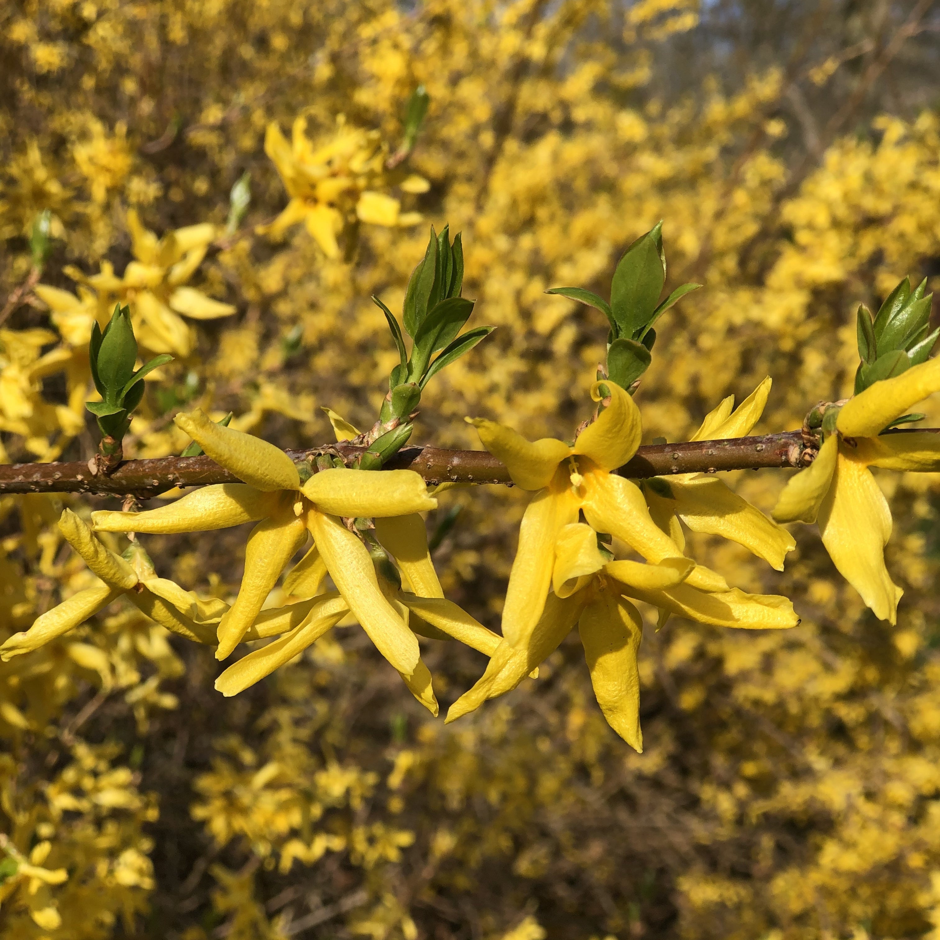 Bakker Spectabilis forsythia arbuste pot 1,5L jaune