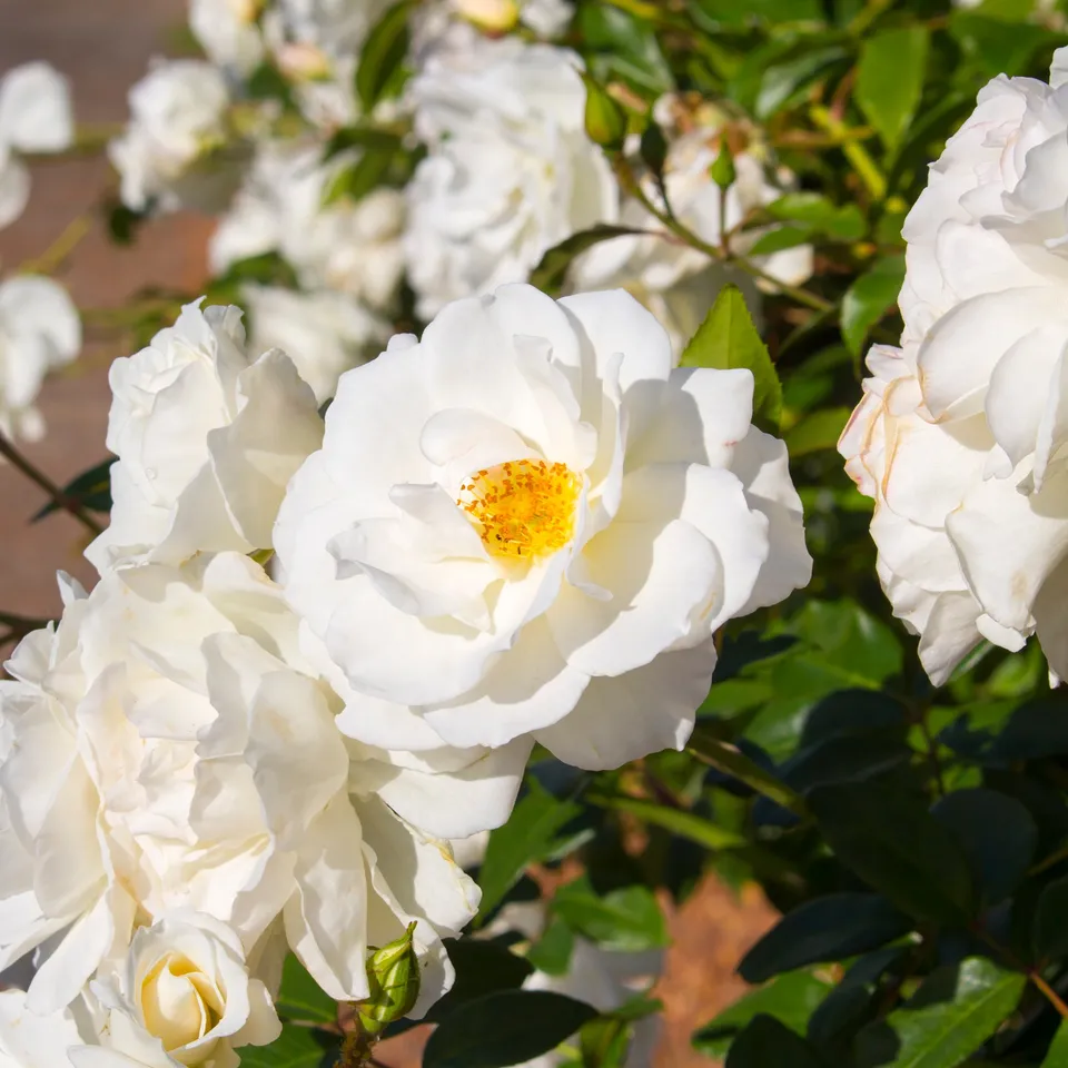 Bakker Rosiers Iceberg rosier blanc pot 3L floraison continue
