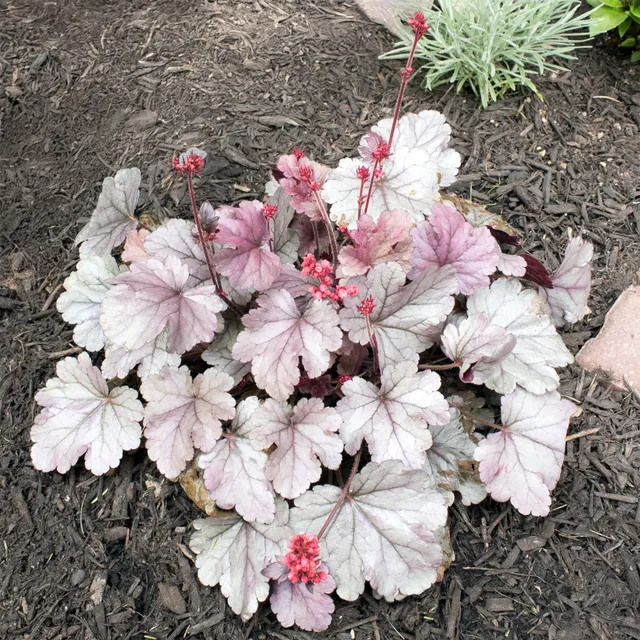 Bakker Plantes vivaces Heuchère Silver Gumdrop pot 9cm argent