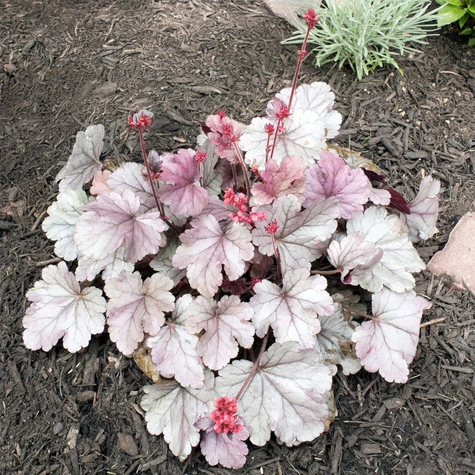 Bakker Plantes vivaces Heuchère Silver Gumdrop pot 9cm argent