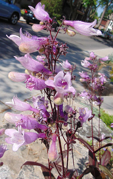 Passion Vivaces Penstemon Dark Tower plante pot 1L pourpre rose
