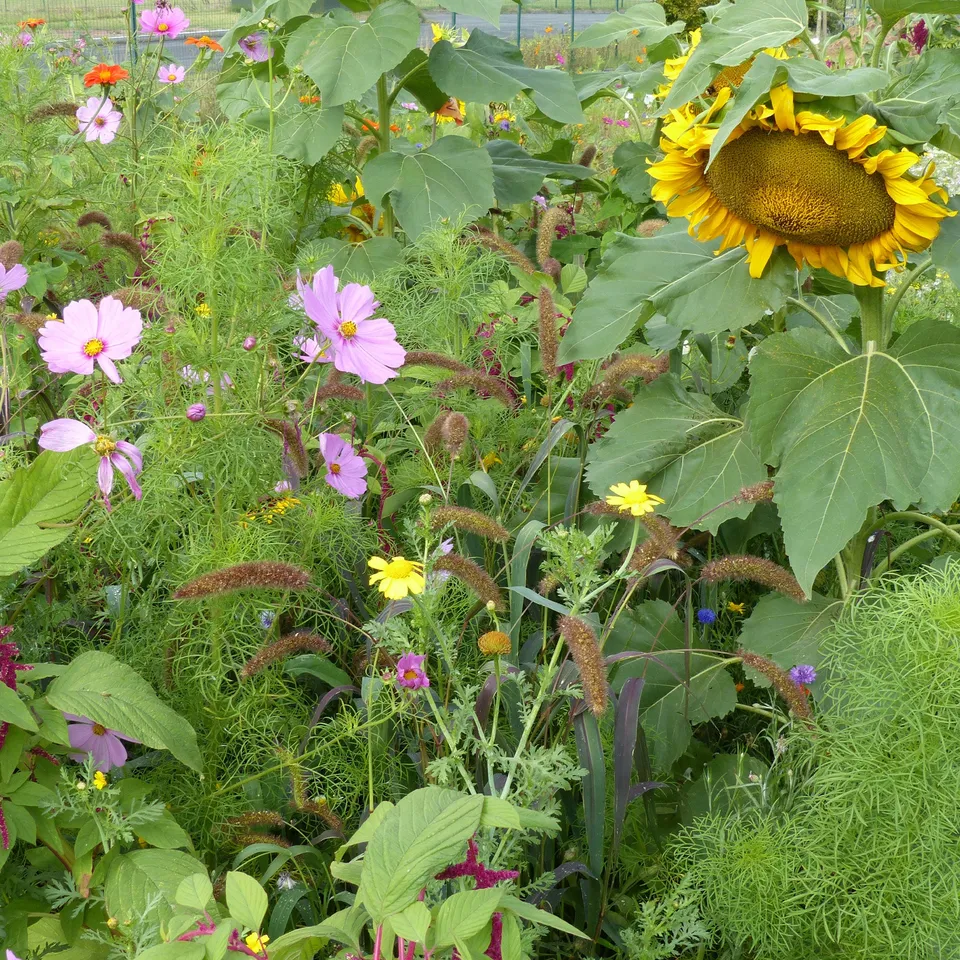 Bakker Potager et Graines Mélange fleurs oiseaux sachet 3g