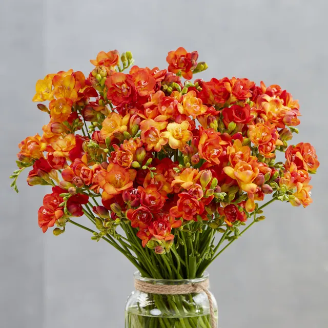 Bakker Freesias doubles oranges bulbes 25 bulbes parfumés