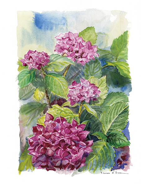 10 cartes postales botaniques A6 jardins fleurs