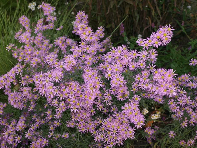 Passion Vivaces Aster Pink Star plante vivace godet rose soutenu