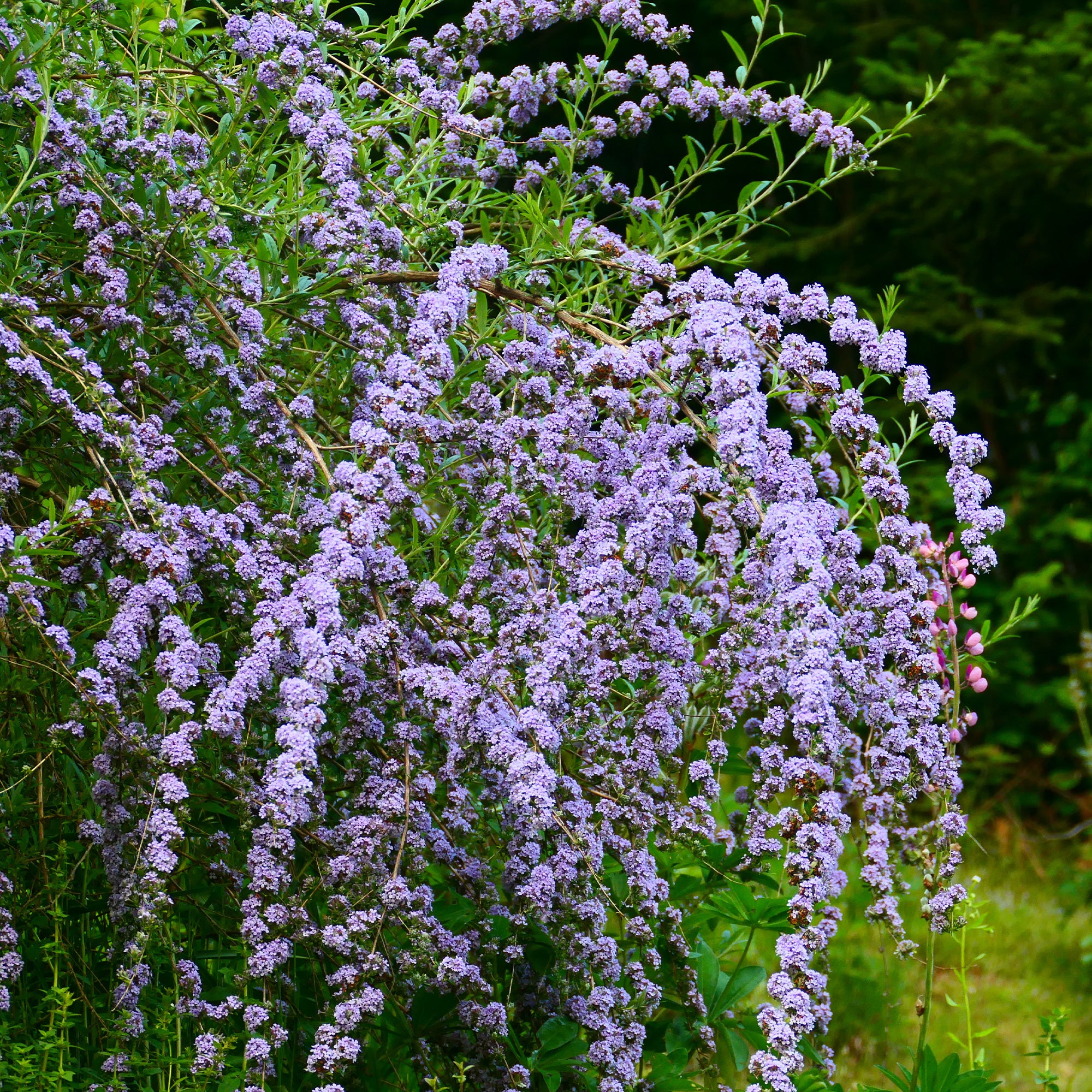 Bakker Arbre à papillons feuilles alternes pot 9cm violet