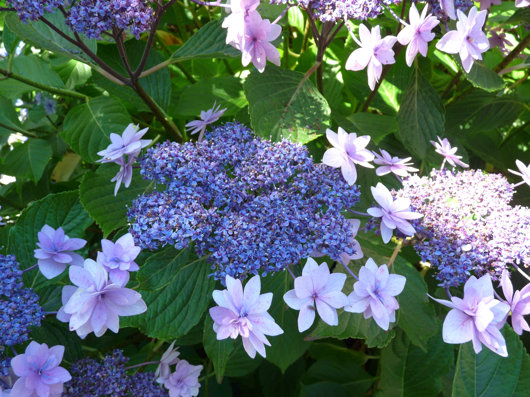 Les Hortensias du Haut Bois Cassiopée hortensia fleurs plates jardin