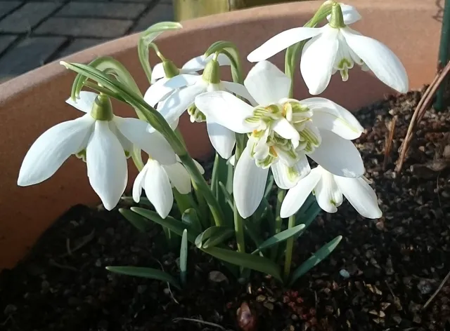 Passion Vivaces Galanthus Flore Pleno perce-neige double godet