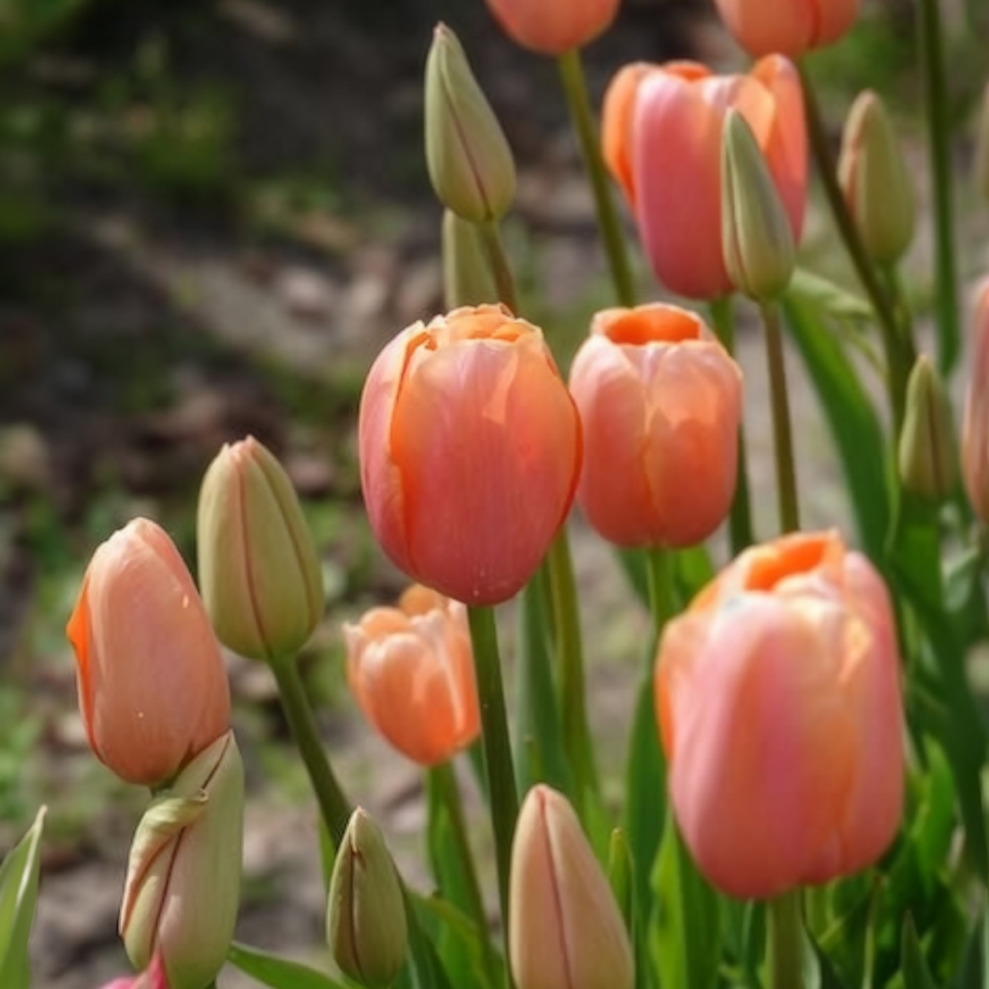 Bakker Menton tulipe rose sachet 7 bulbes 12cm+
