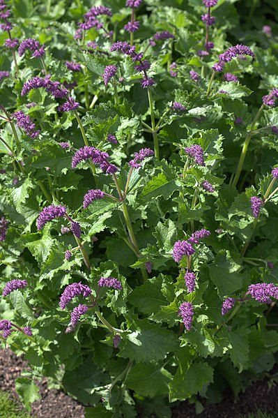 Passion Vivaces Salvia Purple Rain sauge pot 1 litre violet pourpre