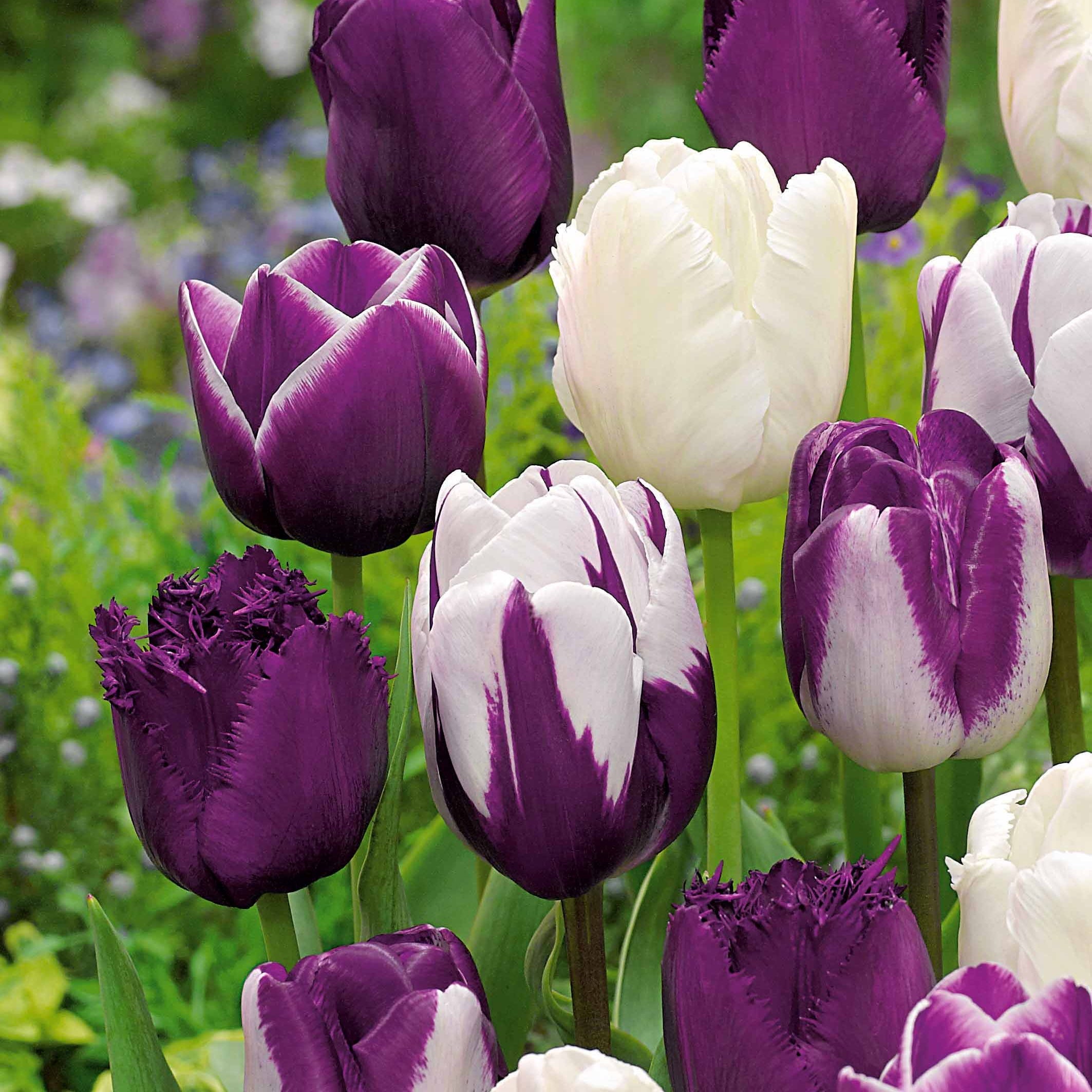 Bakker Tulipes mauves blanches bulbes sachet 10 mélange