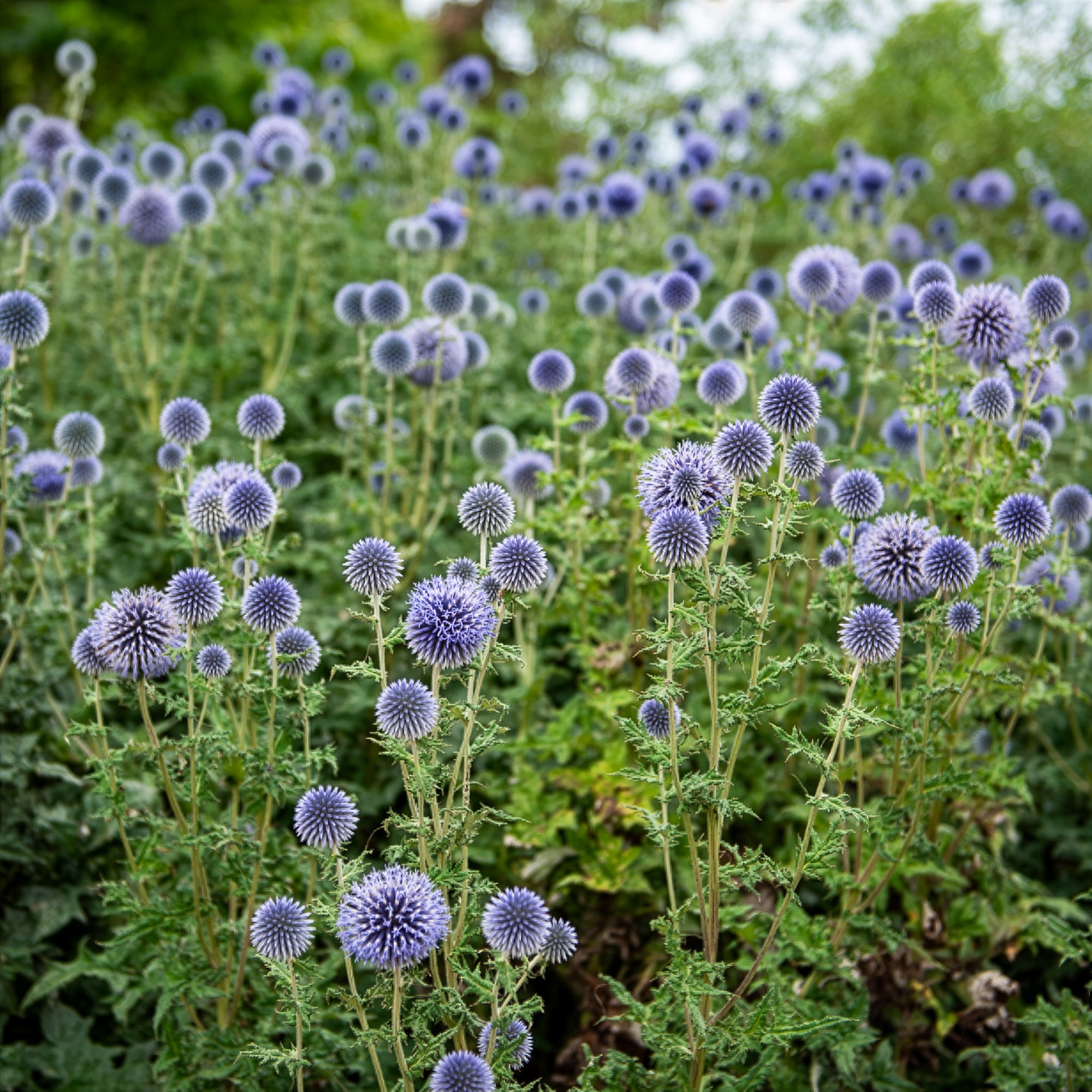 Bakker Boule azurée Echinops graines sachet 0,5g 35 graines