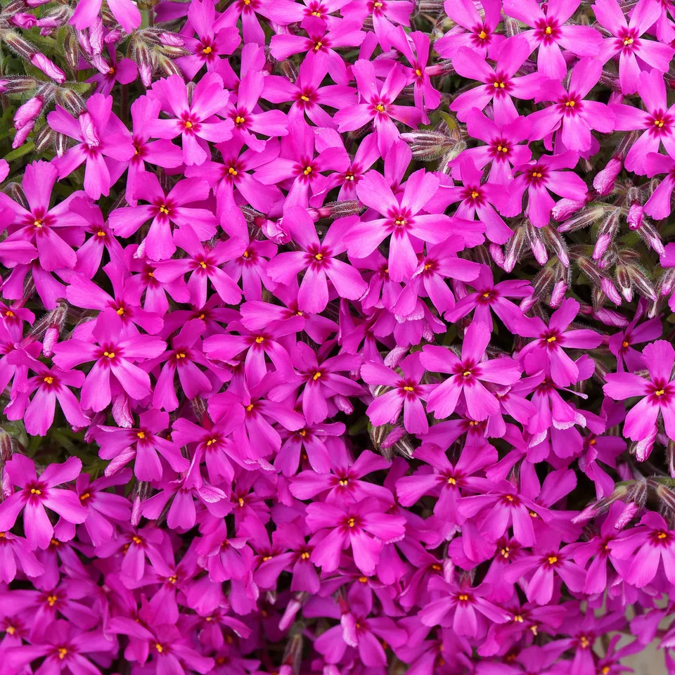 Bakker Scarlet Flame phlox mousse vivace pot 9cm fuchsia