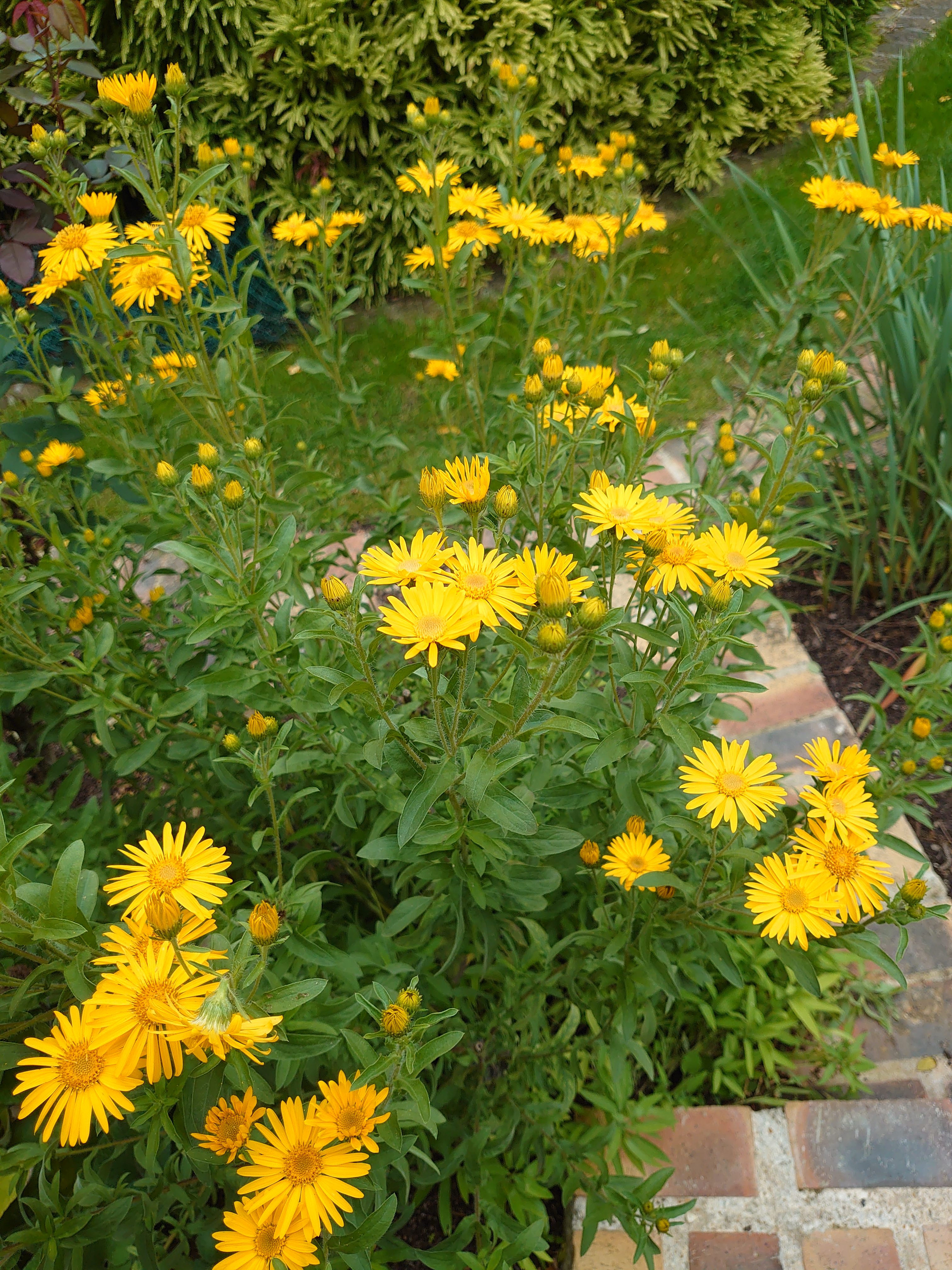 Passion Vivaces Aster Golden Sunshine aster jaune godet