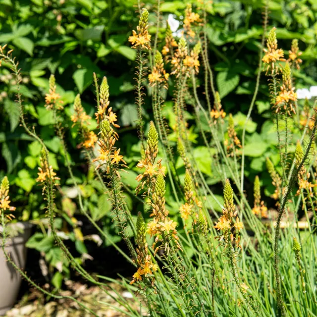 Bakker Bulbine Médicus plante vivace pot Ø 9cm jaune lot 2