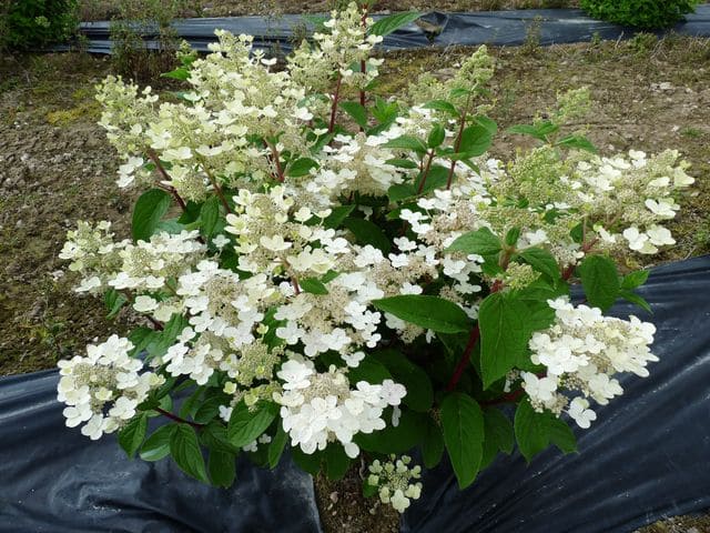 Les Hortensias du Haut Bois Wim’s Red hortensia paniculata rouge