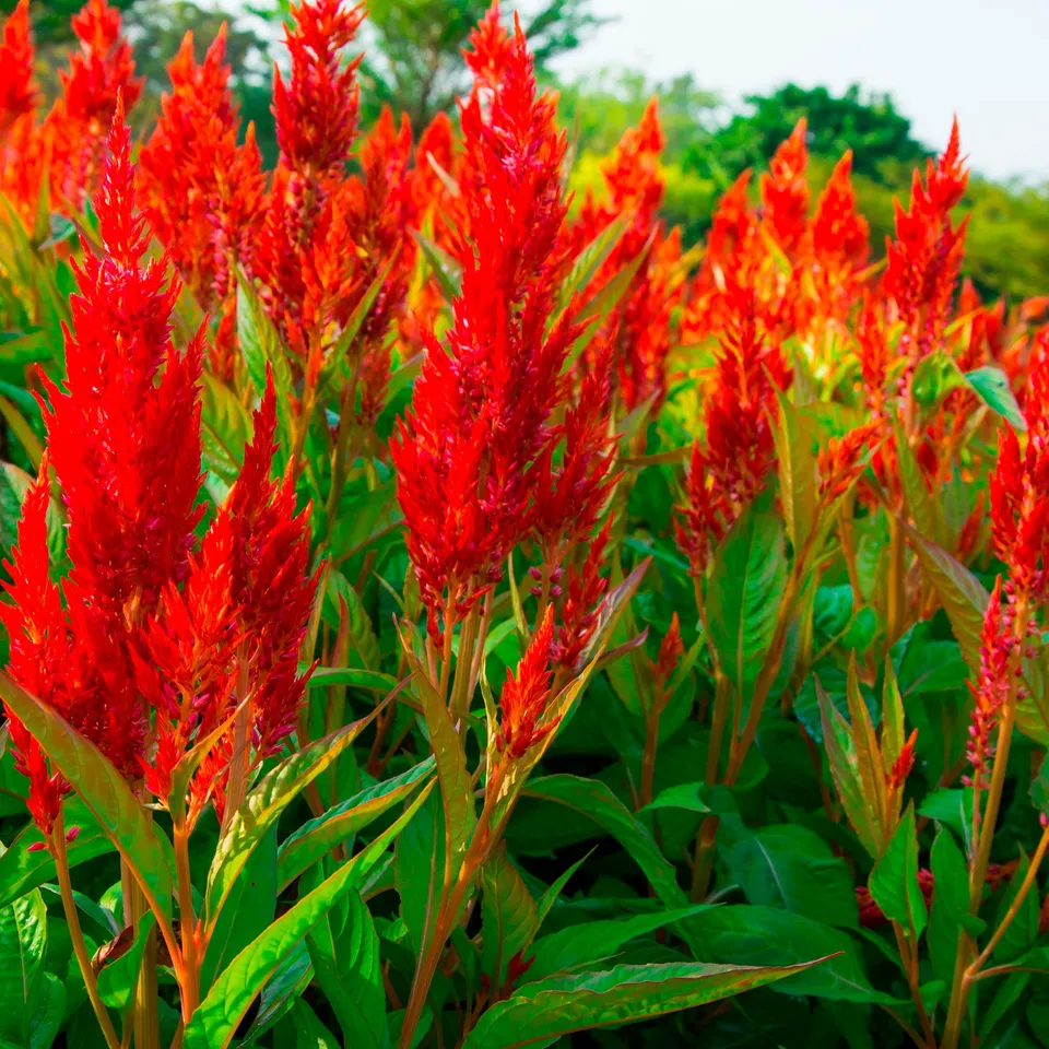 Bakker Celosia argentea célosie rouge pot 12cm