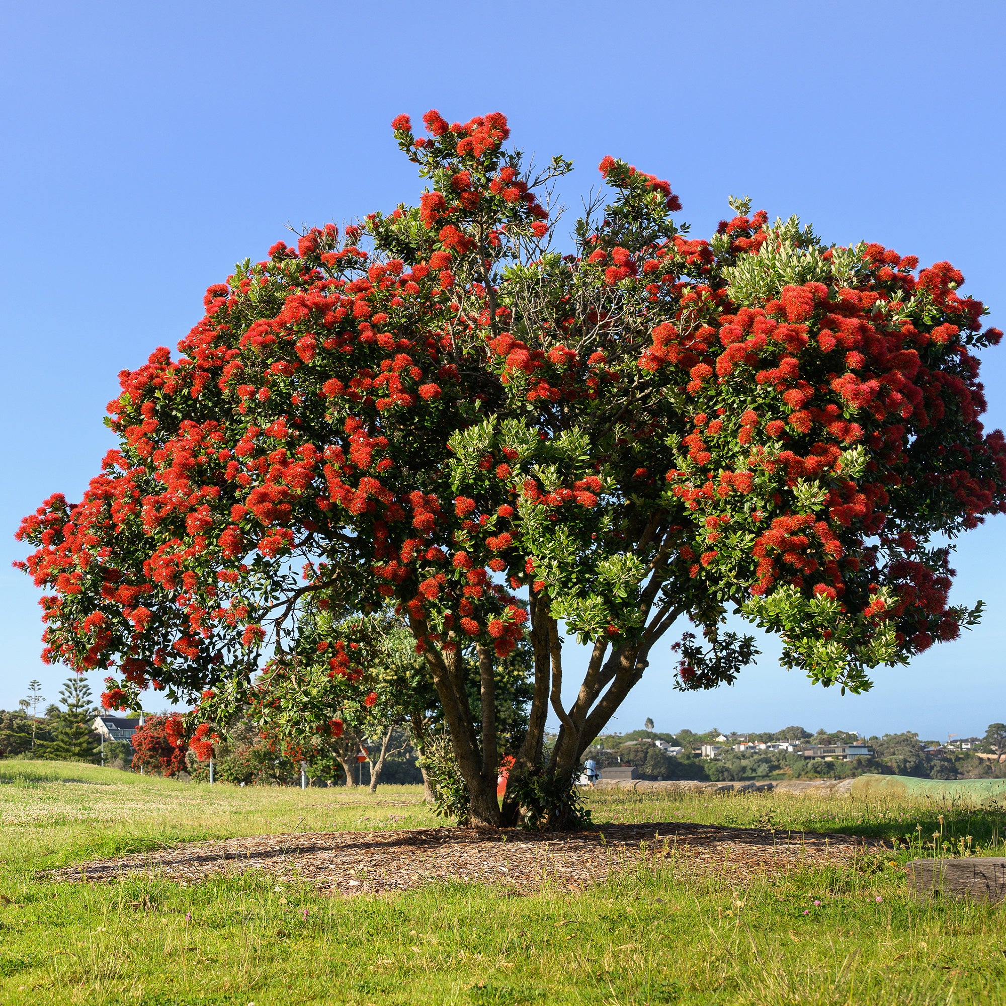 Bakker Arbustes Pohutukawa Metrosideros arbre fleuri pot 9cm
