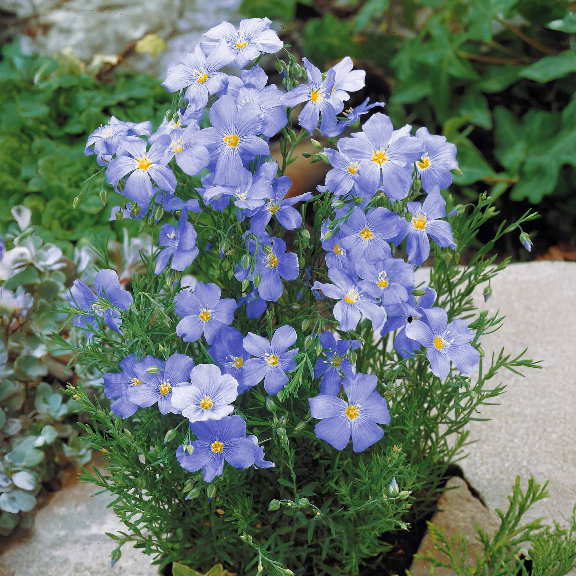Bakker Lin vivace bleu graines sachet 2g fleurs bleues