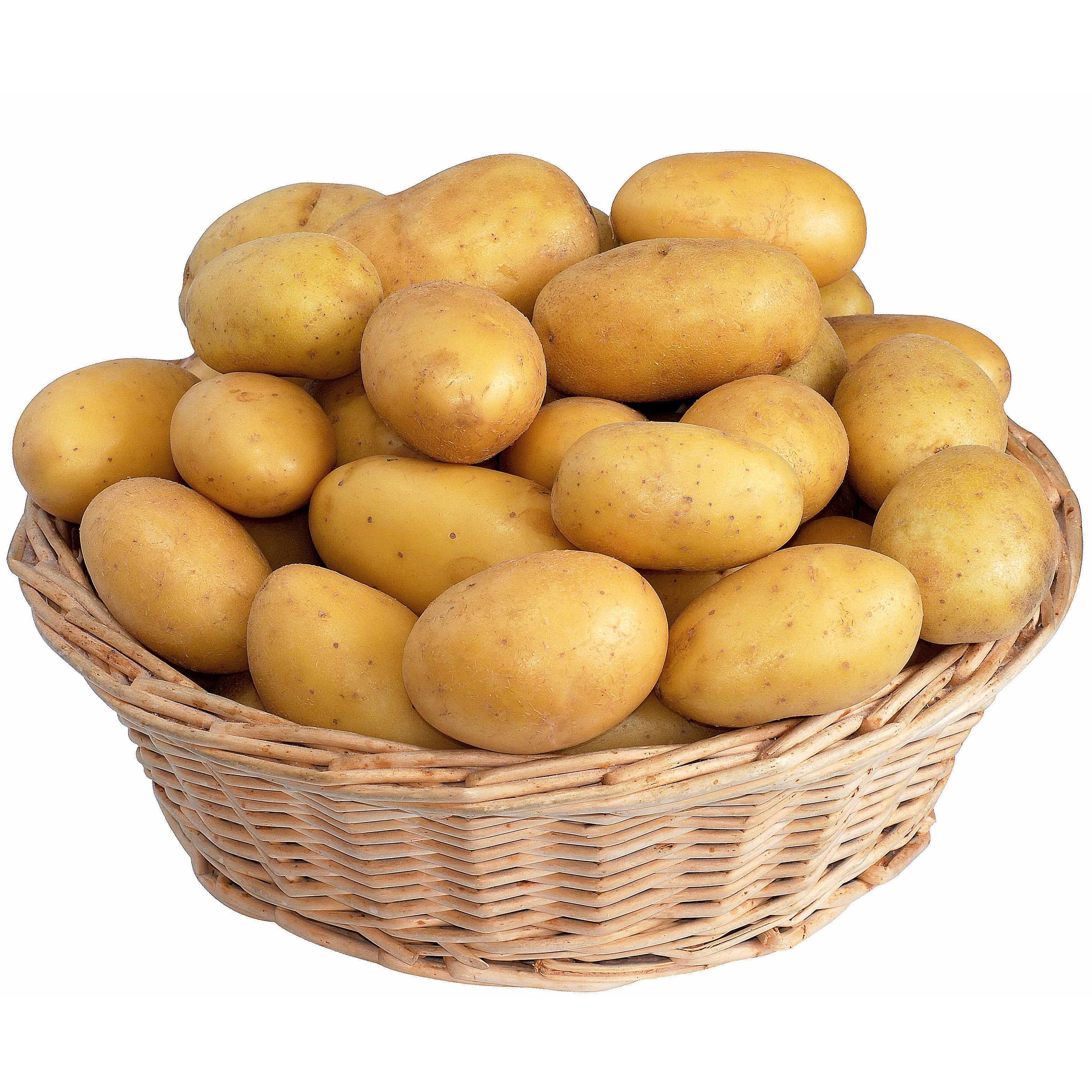 Bakker Pomme de terre Blanche Bio 25 plants chair fondante