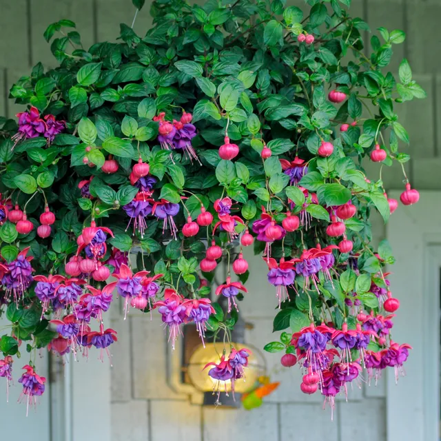 Bakker Dark Eyes fuchsia retombant 3 pots Ø9cm