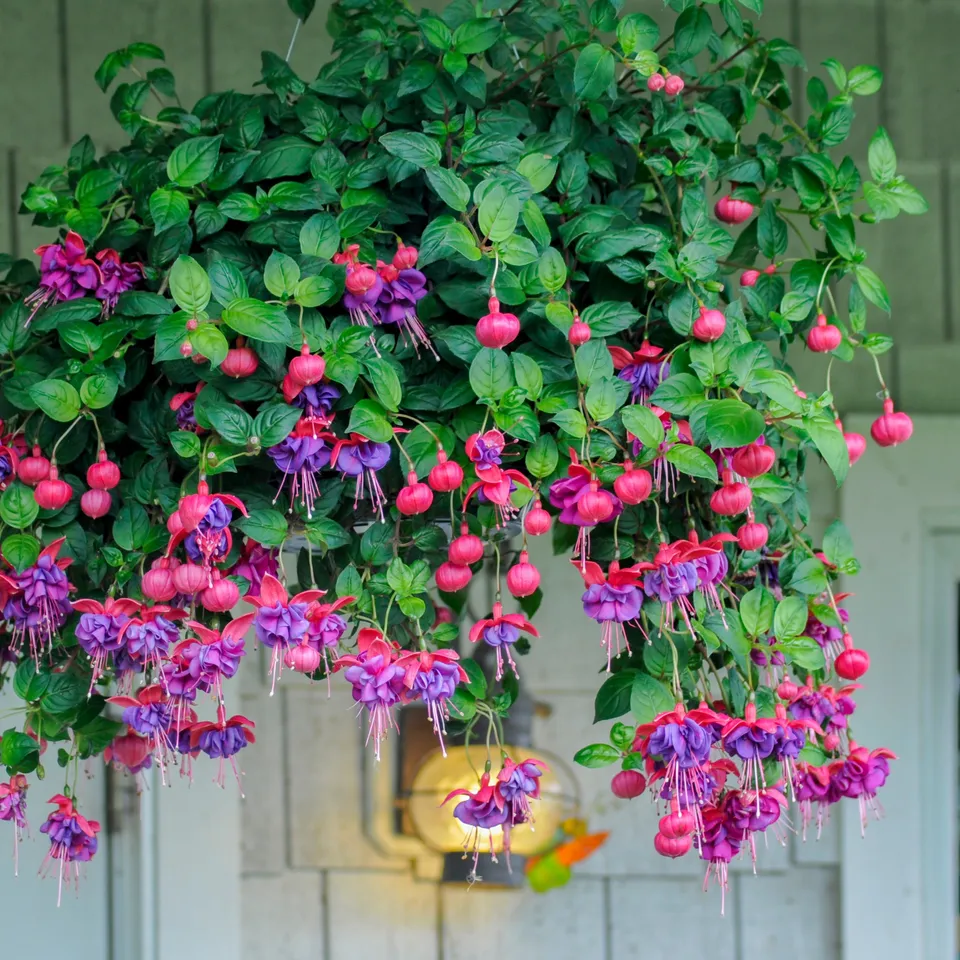 Bakker Dark Eyes fuchsia retombant 3 pots Ø9cm