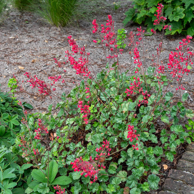 Bakker Heuchère Leuchtkäfer vivace pot 9cm fleurs rouges