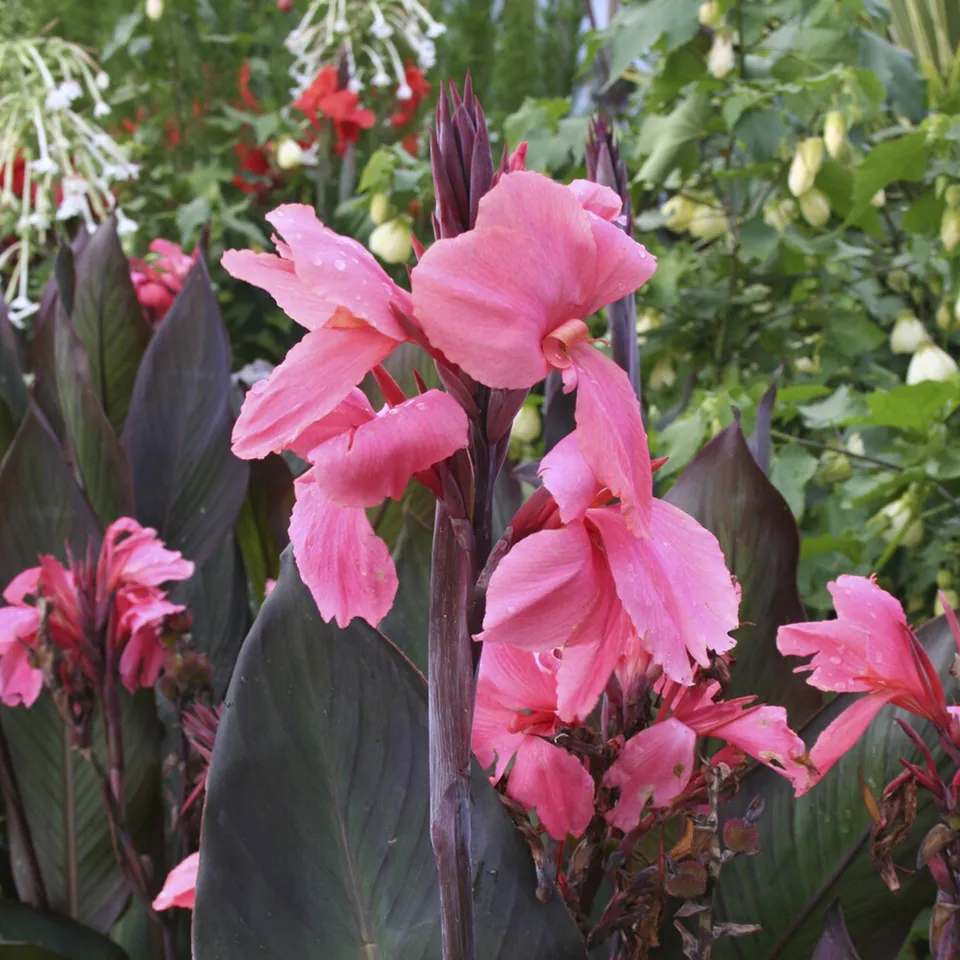 Bakker Canna indica Pink Futurity bulbe rose 2 bulbes massif
