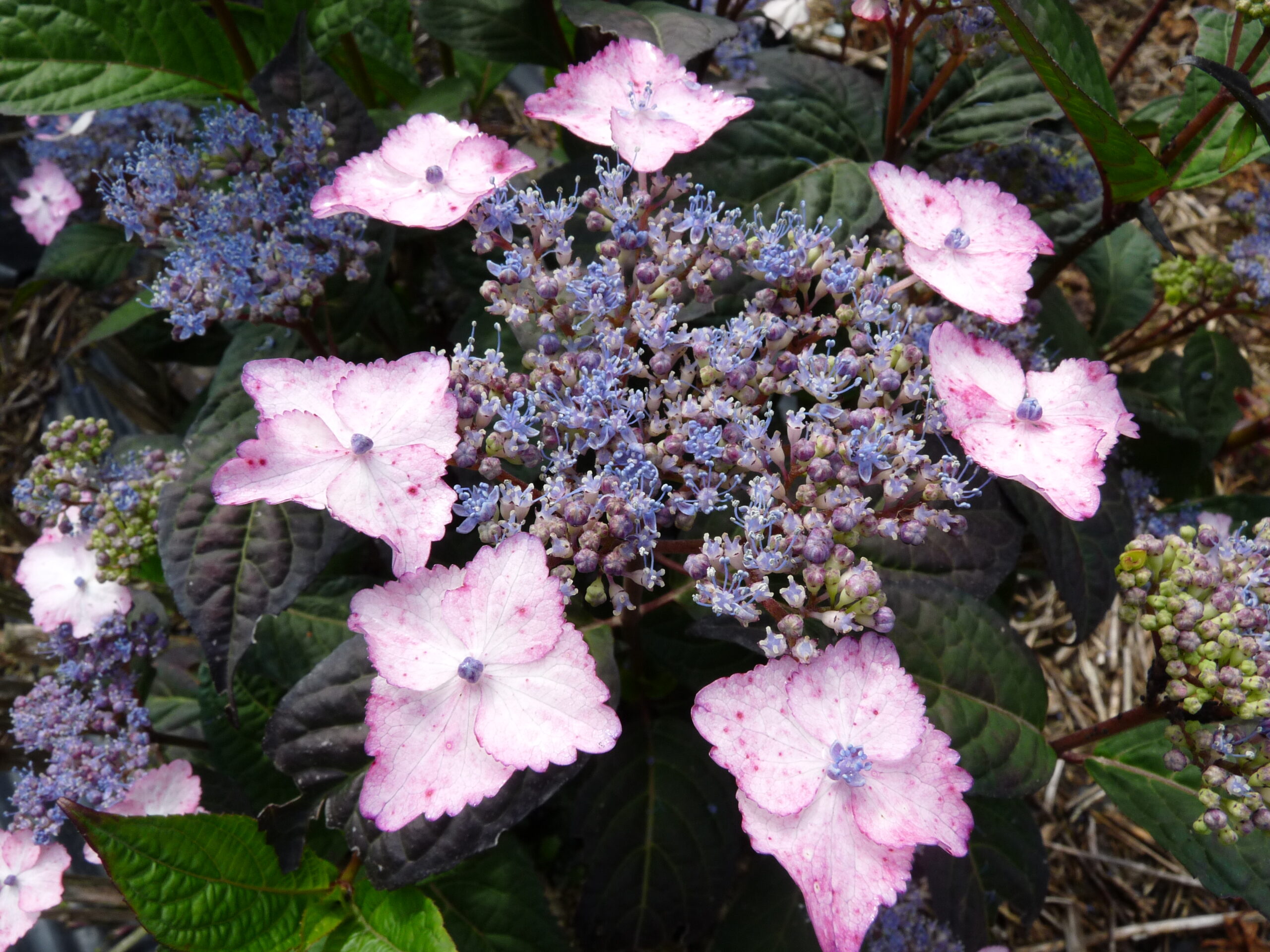 Les Hortensias du Haut Bois Intermedia hortensia serrata godet