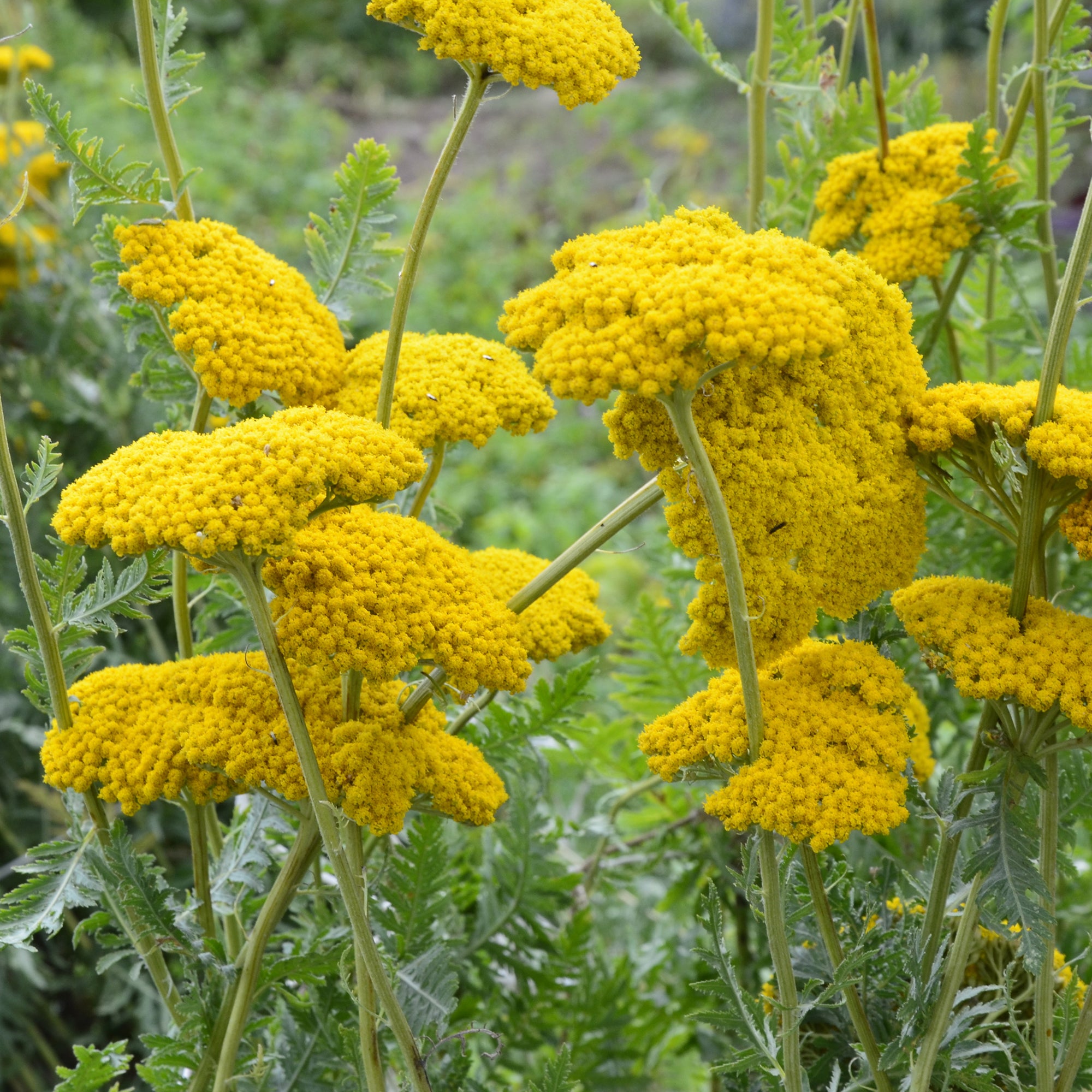 Bakker Achillée Cloth of Gold vivace jaune pot 9cm soleil