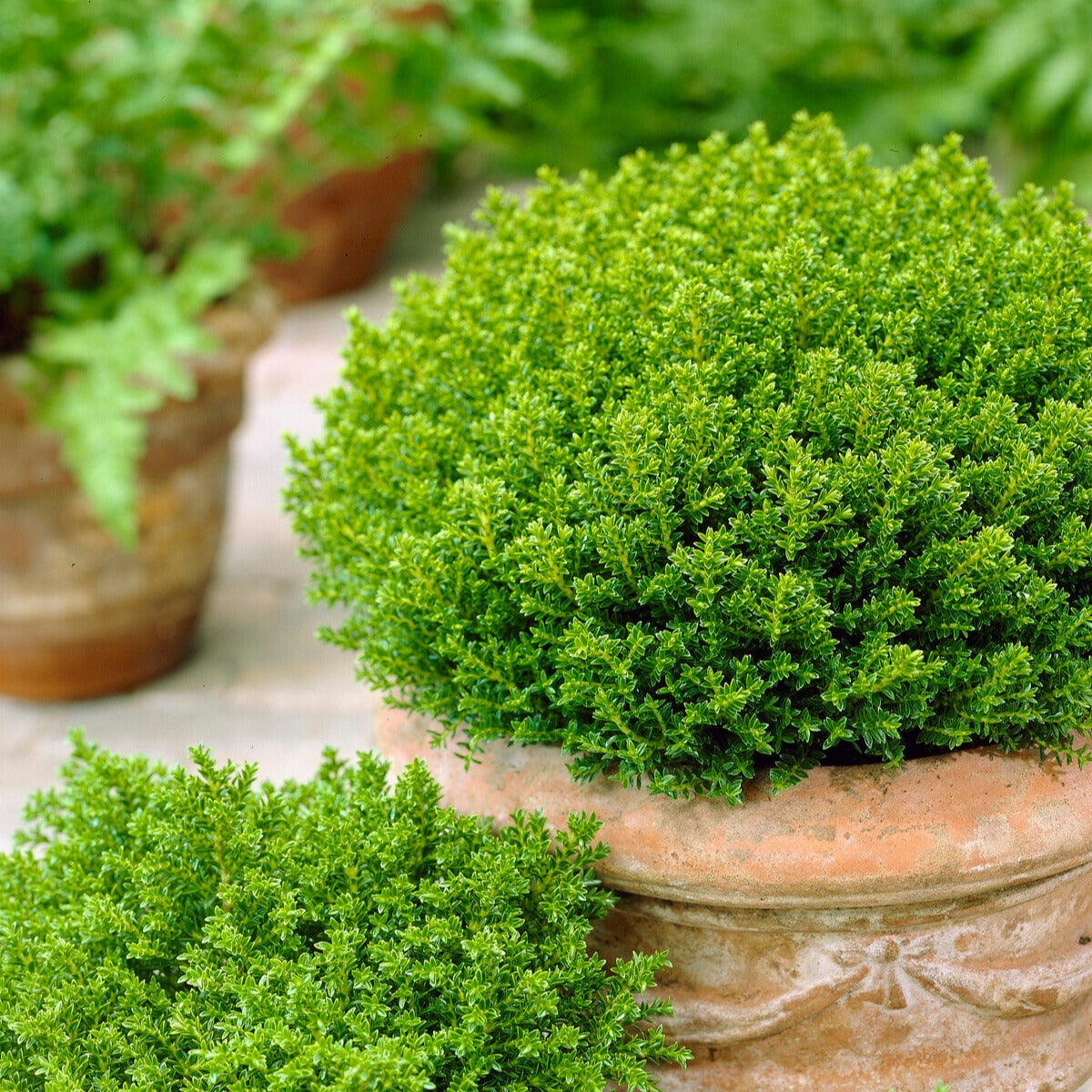 Bakker Hebe Emerald Green pot 2L boule persistante fleurs blanches