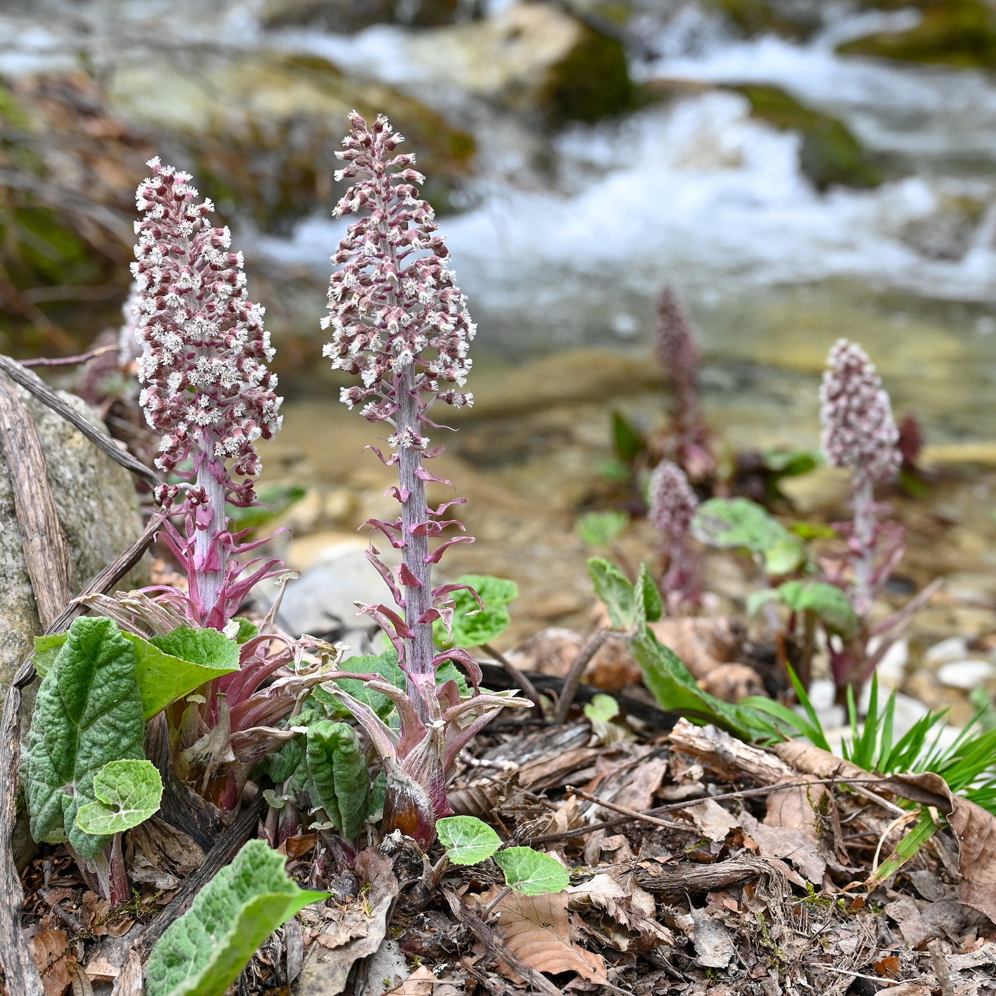 Bakker Plantes vivaces Grand pétasite feuilles géantes pot 9cm