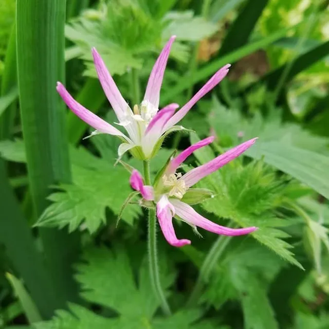 Passion Vivaces Geranium oxonianum Sherwood plante vivace godet