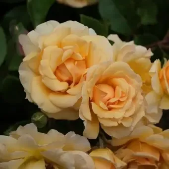 Michel Adam Abbaye de Beauport rosier grimpant jaune