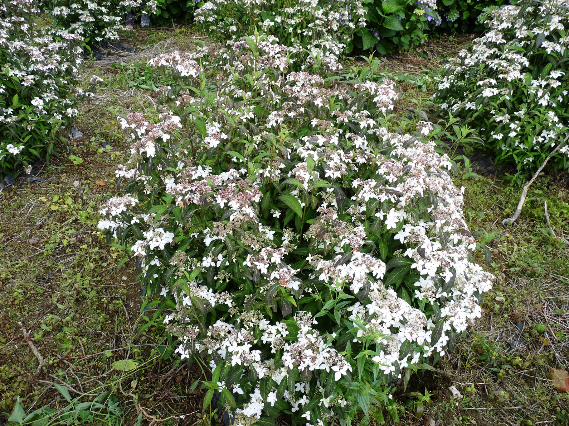 Les Hortensias du Haut Bois Tenuifolia hortensia serrata godet