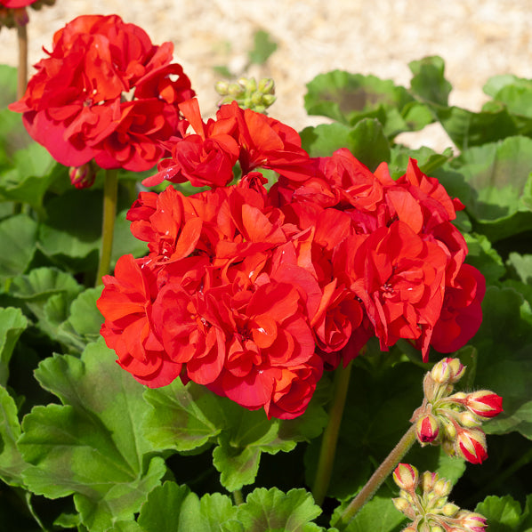 Bakker Toscana géranium massif 3 pots rouge été