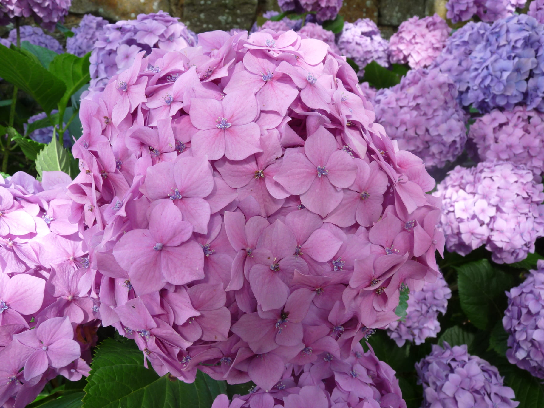 Hortensias du Haut Bois Goliath hortensia boules godet