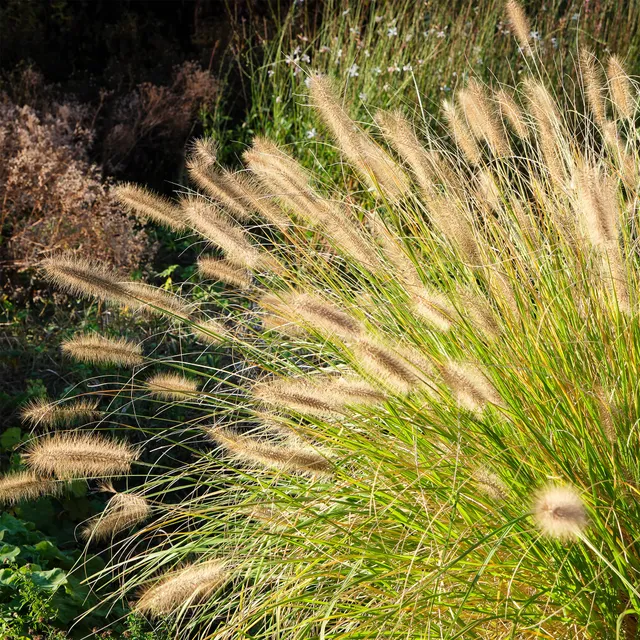 Bakker Pennisetum Herbe aux écouvillons graminée pot 9cm