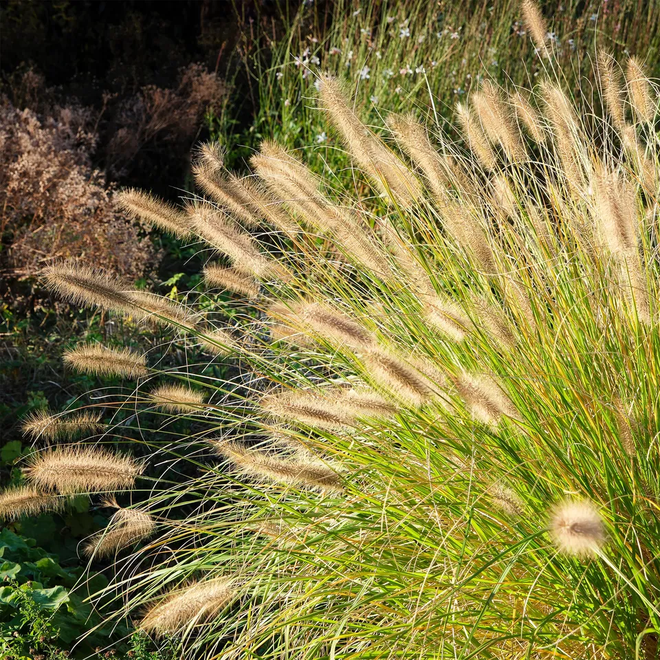 Bakker Pennisetum Herbe aux écouvillons graminée pot 9cm